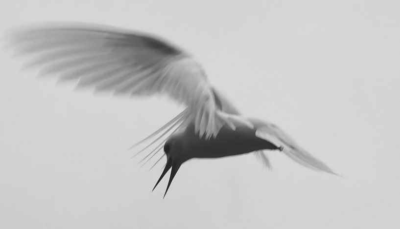 oiseau par matt landsman