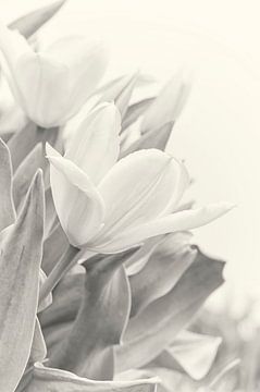 Tulips by Anouschka Hendriks