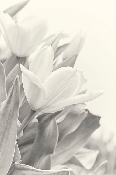 Tulipes par Anouschka Hendriks