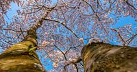 Springtime in Zeeland