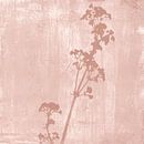 Illustration botanique de style rétro en rose corail par Dina Dankers Aperçu