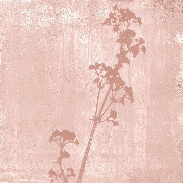 Illustration botanique de style rétro en rose corail par Dina Dankers