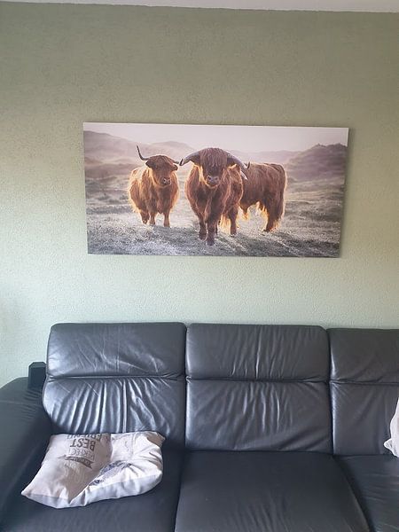 Schotse Hooglanders