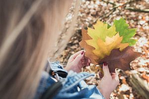 Feuilles d'automne