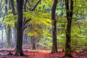 Ruhe im Speulder-Wald von Lars van de Goor
