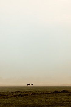 Grazing red deer