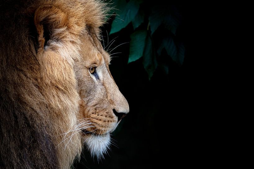 Leeuw op zwart van Janine Bekker Photography
