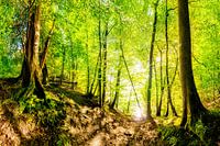 Beautiful forest