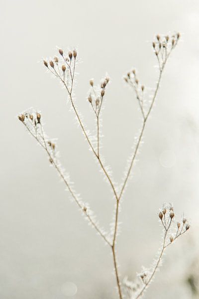 Winter by Chantal Cornet