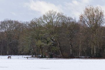 Winter in Groningen (Nederland) van Marcel Kerdijk