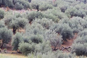 Olijfgaard Andalusië van Inge Hogenbijl