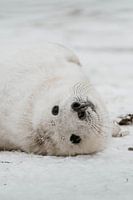 Seal | Heligoland | Germany | Wildlife Photography