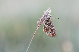 Silver moon in beautiful morning sunlight with dewdrops.... (butterfly) by Janny Beimers