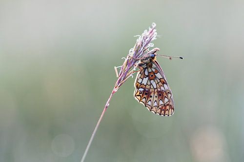 Lune argentée dans un beau soleil matinal avec des gouttes de rosée.... (papillon)