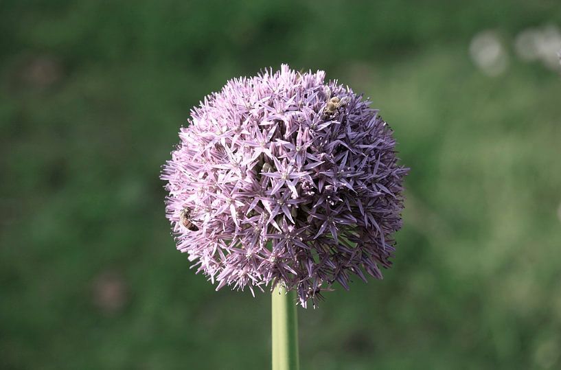 Allium par Thomas Jäger