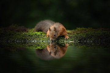 Drinking squirrel by Inge Wessels