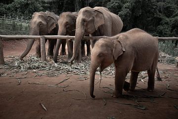 Elefanten in Chiang Mai von Manu Terrones