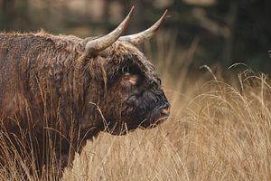 Schottischer Highlander Taurus Porträt.