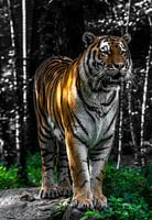 Tijger