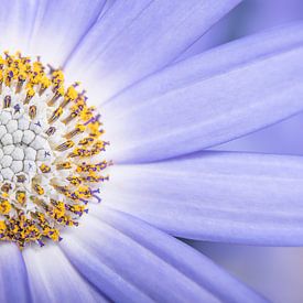 Close-up of a purple lilac flower in a square by Marjolijn van den Berg
