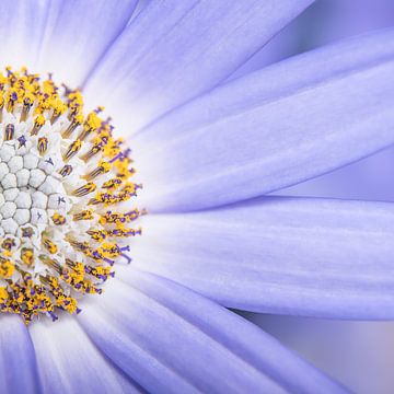 Nahaufnahme einer lila Fliederblüte in einem Quadrat von Marjolijn van den Berg