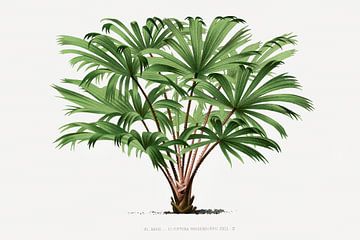 Palmplant | Livistona Hoogendorpii van Peter Balan