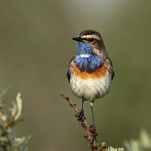 Blauwborst van Menno Schaefer