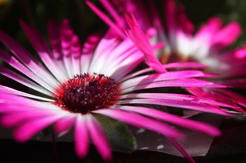 Fleurs de glace au soleil