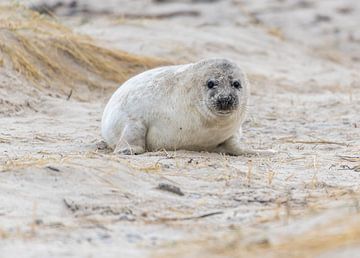 Jonge grijze zeehond op Helgoland van Sven Scraeyen