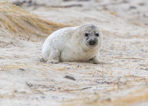Jonge grijze zeehond op Helgoland