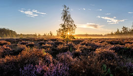 Sunrise over the heath in bloom in Averbode, Belgium. by Bart Ceuppens
