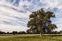 old tree