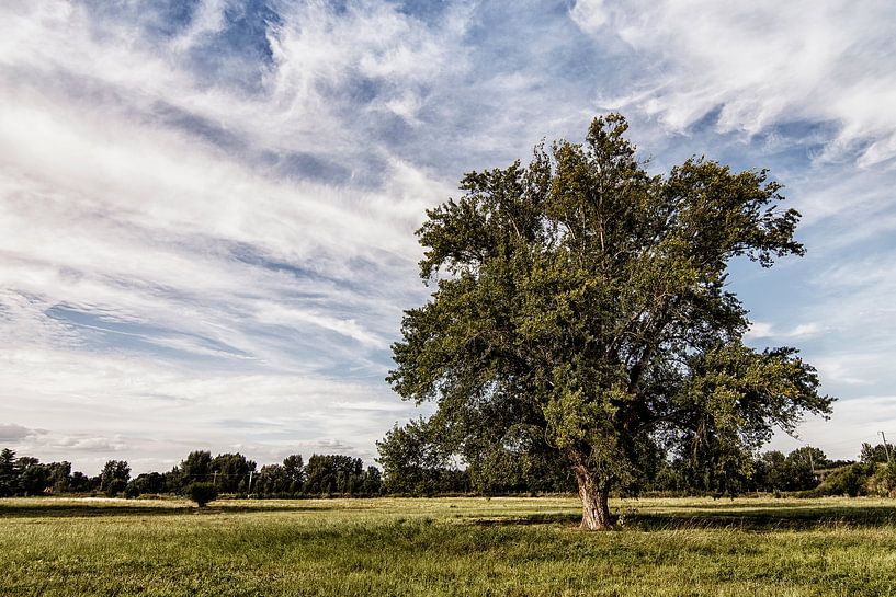 old tree by Jan de Jong