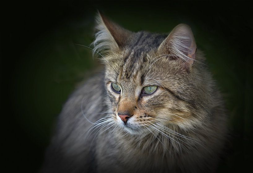 Katzen Porträt von Dieter Beselt