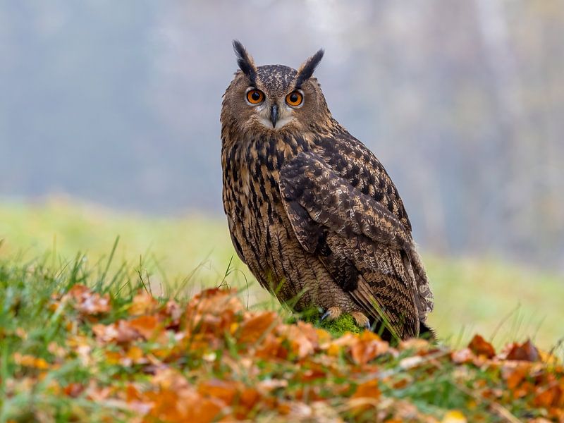Uhu im Herbstlaub von Teresa Bauer