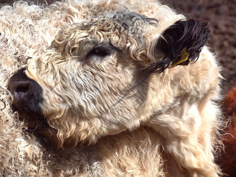Galloway oog van Edgar Schermaul
