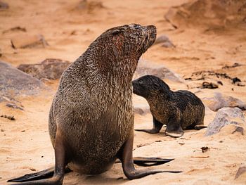 Cape fur seal and cub