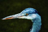 Profil d'un héron
