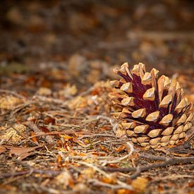 Nahaufnahme einer Ananas im Wald der Achterhoek, in der Nähe von Beek, Niederlande. von AdWF