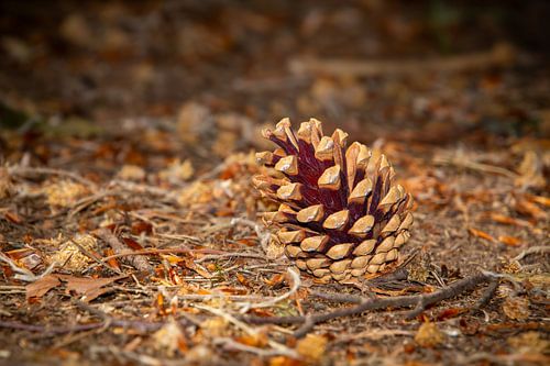 Closeup from a pineapple in the forest of the Achterhoek, near Beek, the Netherlands.