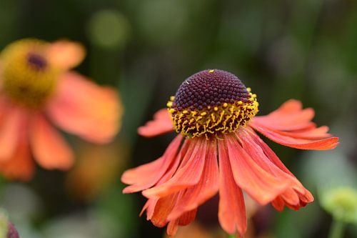 oranje zonnehoed oranje in close up - flower in orange in close up - fleur
