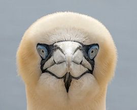 Portrait of a John of Ghent