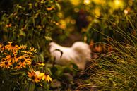 herfst, najaar, bloemen, kip van Tara Kiers thumbnail