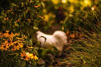 autumn, autumn, flowers, chicken