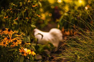 herfst, najaar, bloemen, kip von Tara Kiers