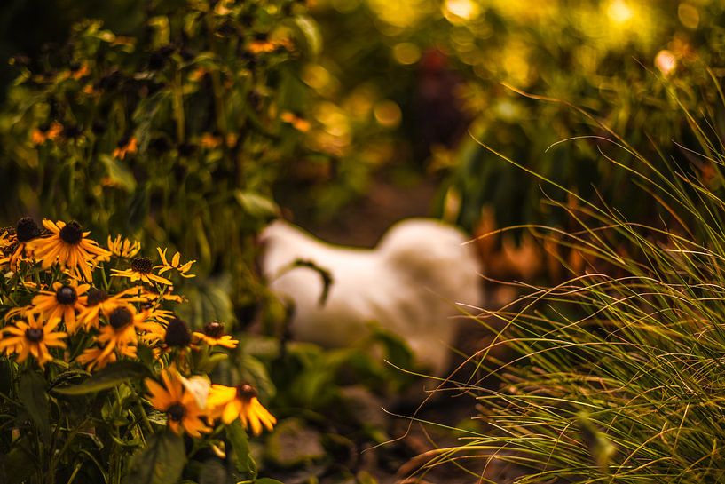 herfst, najaar, bloemen, kip van Tara Kiers