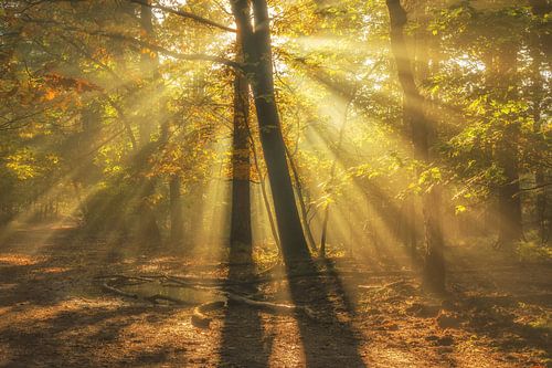 Zonneharpen in het Speuldersbos