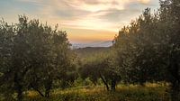 Toscane - Italie Zonsondergang von Erik van 't Hof Miniaturansicht