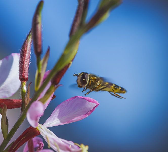 Macro d'un syrphe sur une fleur de bigaradier par ManfredFotos