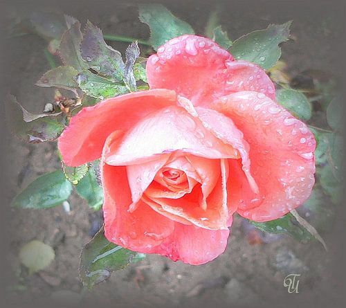 delicate rose...
